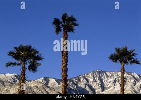 Palmen und Schnee bedeckte Berge in Palm Springs, Kalifornien Stockfoto