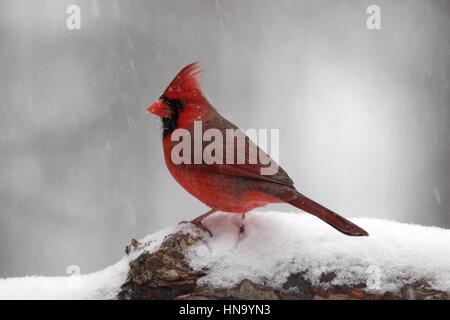 Eine helle rote männliche nördlichen Kardinal hocken auf einem Ast im Winter Schneesturm Stockfoto