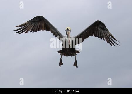 Ein braunen Pelikan (Pelecanus Occidentalis), Land, fliegen Stockfoto