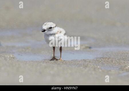 Eine Rohrleitung Regenpfeifer Küken (Charadrius Melodus) stehen am Strand in Ogunquit, Maine Stockfoto