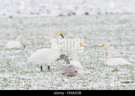 Singschwäne (Cygnus Cygnus) mit Jungvogel sitzt im Schnee, Emsland, Niedersachsen, Deutschland Stockfoto