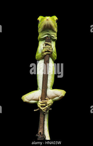 Neotropische grüne Anole (Anolis Biporcatus) hängen an dünnen Zweig, Amazonas-Regenwald, Canande River Nature Reserve Stockfoto