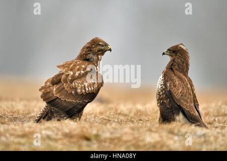 Zwei Bussarde (Buteo Buteo) stehend auf Wiese, Provinz Lodz, Polen Stockfoto