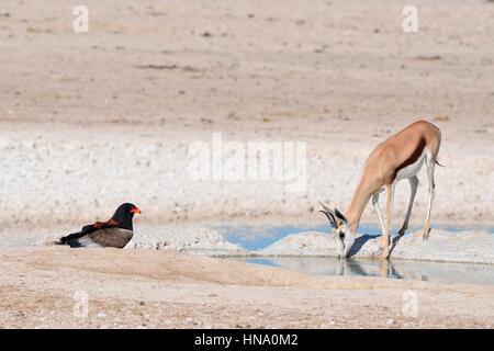 Springbock (Antidorcas Marsupialis) trinken mit einem Bateleur Adler (Terathopius Ecaudatus) am Wasserloch, Etosha Nationalpark Stockfoto