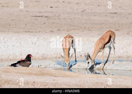 Zwei Springboks (Antidorcas Marsupialis) mit einem Bateleur Adler (Terathopius Ecaudatus) am Wasserloch zu trinken Stockfoto