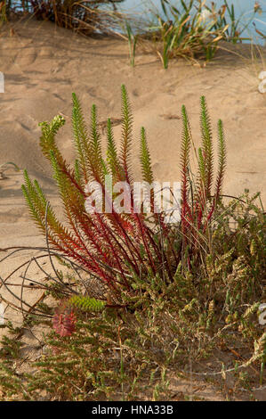 Meer-Wolfsmilch (Euphorbia Paralias) in den Dünen, Strand von einer Frouxeira, Valdoviño, La Coruña Provinz, Region Galicien, Spanien, Europa Stockfoto