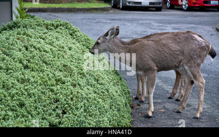 Zwei junge schwarz-tailed deer Essen im Garten Hecken in einer Wohngegend in Victoria, British Columbia im Winter. Stockfoto