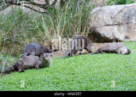 Glatt beschichtet Fischotter (Lutrogale Perspicillata) im Garten an der Bucht in Singapur Stockfoto