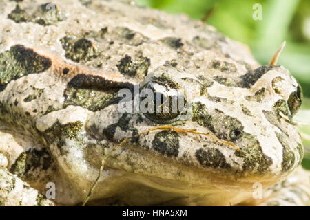 Mediterranean bemalte Frosch oder einfach bemalte Frosch, Discoglossus pictus Stockfoto