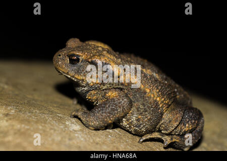 Gemeinsamen Kröte, Europäische Kröte, Bufo bufo Stockfoto