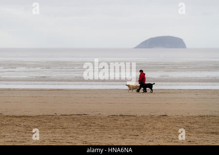 Dog Walker am Strand von Weston-super-Mare Stockfoto