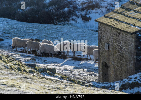 Mutterschafe (weibliche Schafe) ernähren sich von Silage im Grinton Mill, Swaledale Stockfoto