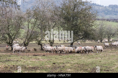 Mutterschafe (weibliche Schafe) Fütterung mit Heu im Winter in Wensleydale. Felder in der Nähe von Redmire Stockfoto