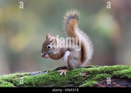 Ein Amerikanisches Rotes Eichhörnchen frisst Lebensmittel aus der Pfoten im Herbst Stockfoto