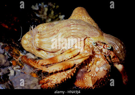 Ein Einsiedlerkrebs (Dardanus Tinctor) mit einer Anemone (Calliactis Nasenpolyp) auf der Schale. Fotografiert im ägyptischen Roten Meer. Stockfoto