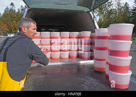 Wannen mit Chinook Lachs Eiern bereit, bis zu den Robertson Fish Hatchery Aufzucht Tanks transportiert werden. Stockfoto
