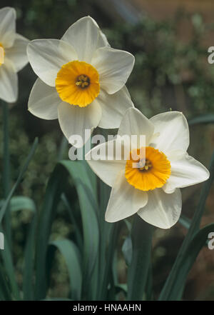 Blumen Frühling Blüte Leuchtmittel Narcissus 'Bodwannic' mit weißen äußeren Blütenhülle und gelbe corona Stockfoto