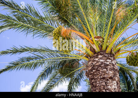 Palm-Strukturansicht aus unter Stockfoto