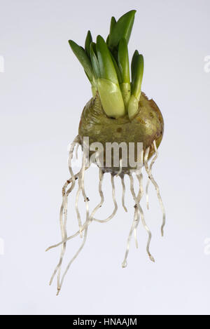 Spanische Bluebell, Hyacinthoides Hispanica, Birne mit Blatt- und Entwicklung im Spätwinter Stockfoto