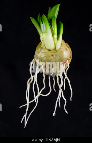 Spanische Bluebell, Hyacinthoides Hispanica, Birne mit Blatt- und Entwicklung im Spätwinter Stockfoto