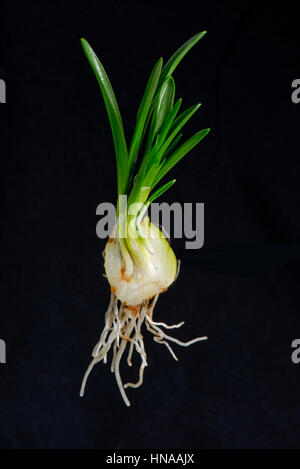 Schnitt durch spanische Bluebell, Hyacinthoides Hispanica, Birne mit Blatt- und Entwicklung im Spätwinter Stockfoto