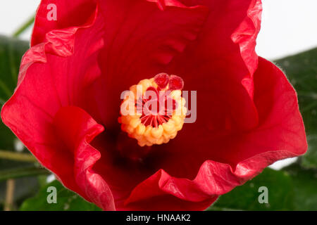 Blütenknospe der rote Hibiscus Rosa-Sinensis öffnen um Antheren, Stigma, Stil und andere reproduktive Teile sichtbar zu machen Stockfoto
