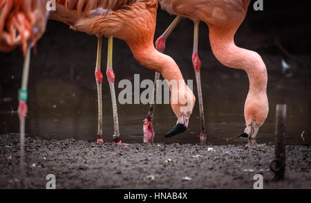 Flamingos oder Flamingos (Phoenicopteridae). Flamingos sind sehr gesellige Vögel; Sie leben in Kolonien, deren Bevölkerung in den Tausenden nummerieren kann. Stockfoto