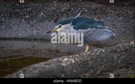 Der schwarz-gekrönter Nachtreiher (Nycticorax Nycticorax). Diese Vögel stehen noch an der Wasserkante und warten auf Hinterhalt Beute, vor allem in der Nacht. Stockfoto