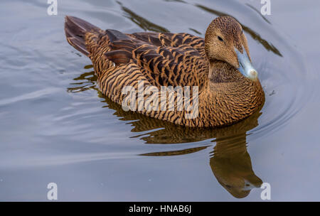 Die gemeinsame Eiderenten (Somateria Mollissima) ist ein großes (50 – 71 cm (20-28 Zoll) in der Körperlänge) Meer-Ente, die auf der nördlichen Küste der Eu verteilt wird. Stockfoto