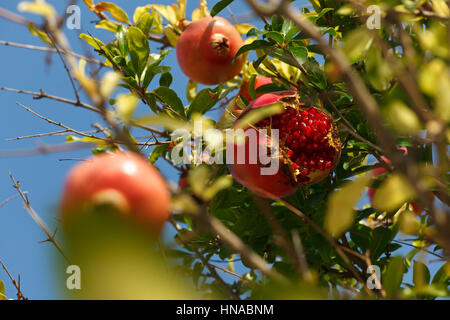 Rissige Pomegranade auf Baum Stockfoto