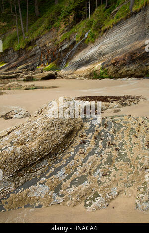 Wasserfall auf kurze Sandstrand, Oswald West State Park, Oregon Stockfoto