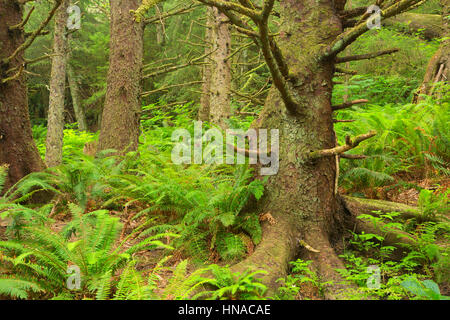 Sitka Fichte (Picea Sitchensis) Wald entlang Oregon Coast Trail, Ecola State Park, Oregon Stockfoto