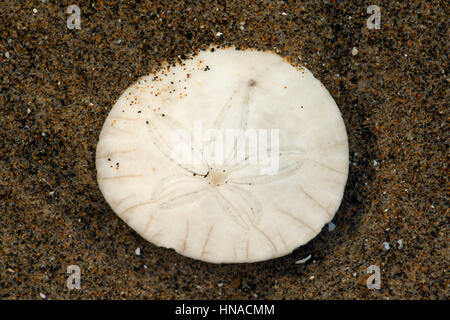 Sanddollar, Neskowin Beach State Park, Oregon Stockfoto