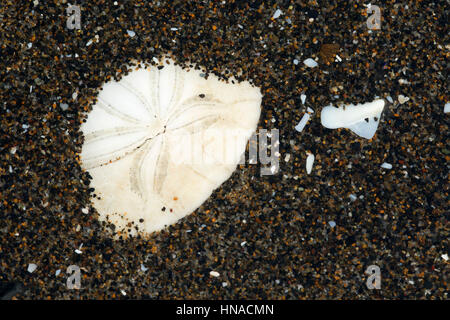 Sanddollar, Neskowin Beach State Park, Oregon Stockfoto