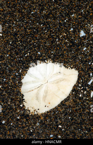 Sanddollar, Neskowin Beach State Park, Oregon Stockfoto