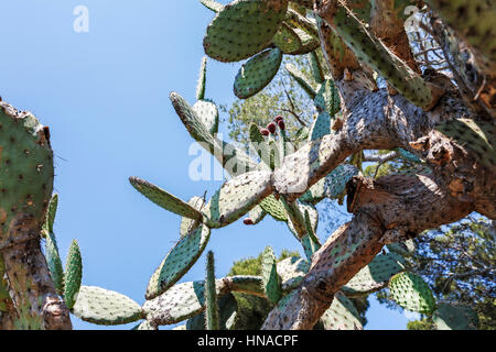 Stacheligen Kaktus im Freiland ist gegen blauen Himmel gezeigt. Stockfoto