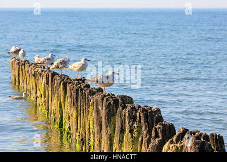 Ein paar Möwen sitzt auf hölzernen Wellenbrecher in den Gewässern der Ostsee in Kolberg, Polen Stockfoto