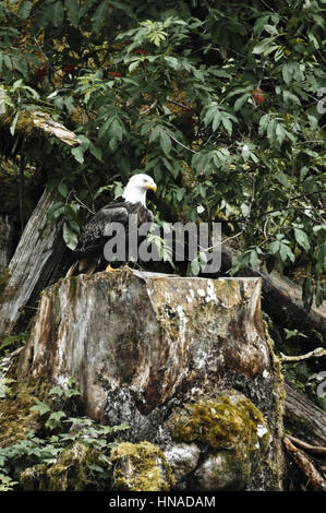 Tongass National Forest, Anan Creek Wildlife Sternwarte, Alaska, USA Stockfoto