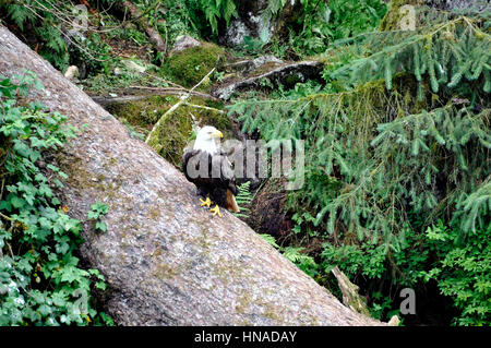 Tongass National Forest, Anan Creek Wildlife Sternwarte, Alaska, USA Stockfoto