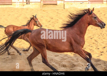 Arabisches Pferd in einer sandigen Ranch / featuring Araberhengst in einem sandigen Feld im sonnigen Tag Stockfoto