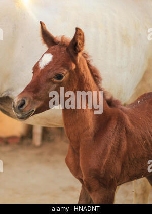 Arabisches Pferd in einer sandigen Ranch / featuring Araberhengst in einem sandigen Feld im sonnigen Tag Stockfoto