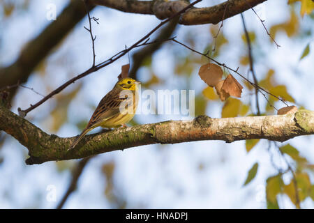 Goldammer (Emberiza Citrinella) thront Zweig. Militsch Teiche Naturschutzgebiet. Niederschlesien. Polen. Stockfoto