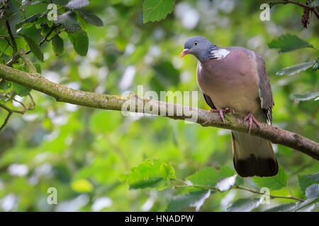 Gemeinsame Woodpigeon (Columba Palumbus) thront auf Zweig. Titchwell RSPB Reserve. Norfolk. VEREINIGTES KÖNIGREICH. Stockfoto