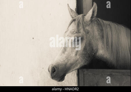 Arabisches Pferd in einer sandigen Ranch / featuring Araberhengst in einem sandigen Feld im sonnigen Tag Stockfoto