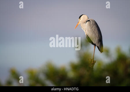 Graureiher (Ardea Cinerea) thront auf der Pole. Naturpark Albufera. Comunidad Valenciana. Spanien. Stockfoto