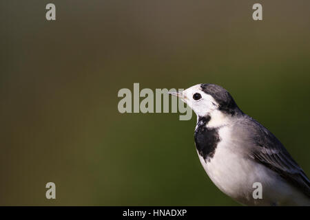 Bachstelze (Motacilla Alba) Porträt. Naturpark Albufera. Comunidad Valenciana. Spanien. Stockfoto