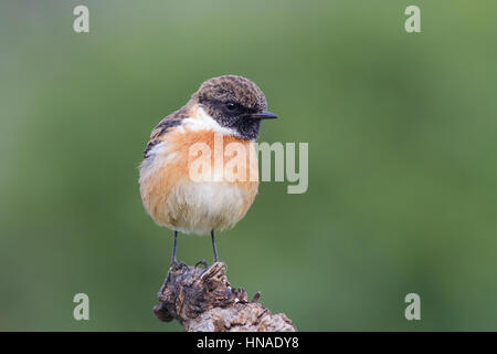 Gemeinsamen Schwarzkehlchen (Saxicola Manlius) männlichen thront auf Zweig. Naturpark Albufera. Comunidad Valenciana. Spanien. Stockfoto