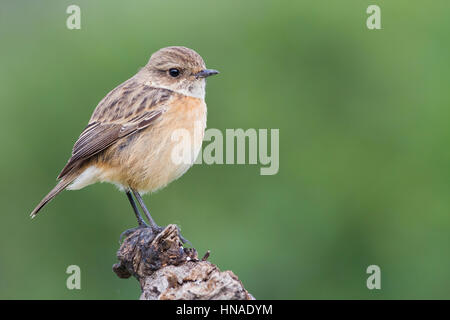 Gemeinsamen Schwarzkehlchen (Saxicola Manlius) weibliche thront auf Zweig. Naturpark Albufera. Comunidad Valenciana. Spanien. Stockfoto