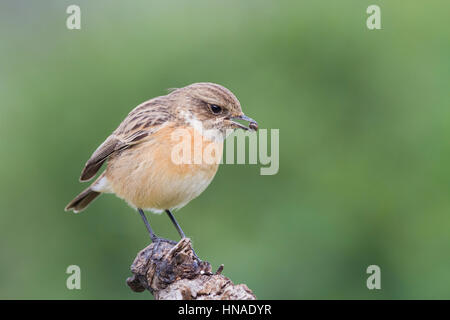 Gemeinsamen Schwarzkehlchen (Saxicola Manlius) Weibchen ernähren sich von Beeren. Naturpark Albufera. Comunidad Valenciana. Spanien. Stockfoto