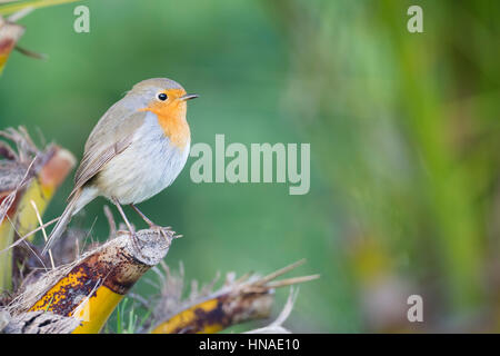 Rotkehlchen (Erithacus Rubecula) thront auf Palme in einem Garten. Barcelona. Katalonien. Spanien. Stockfoto